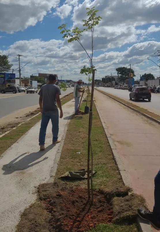 Prefeitura de Teixeira de Freitas inicia plantio de ipês na ciclovia da Avenida Presidente Getúlio Vargas
