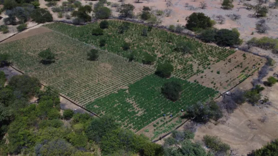 PF e SSP erradicam mais de 130 mil pés de maconha encontrados em cidades da BA e PE