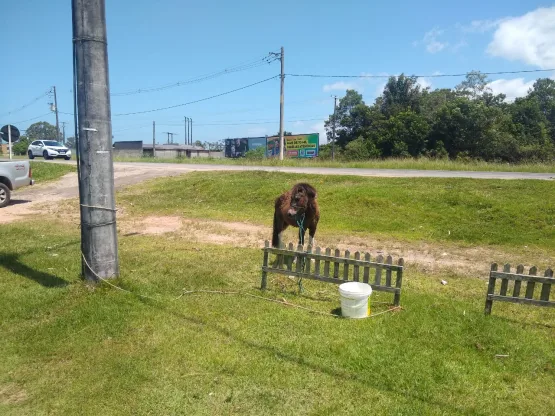 CIPPA/PS autua homem por maus tratos a animal em Porto Seguro.