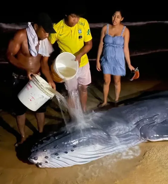 Comunidade de Alcobaça se une para resgatar baleia uubarte encalhada e garante seu retorno ao oceano