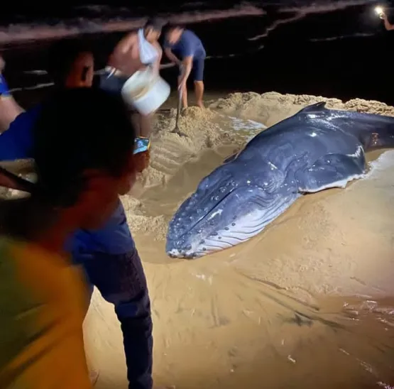 Comunidade de Alcobaça se une para resgatar baleia uubarte encalhada e garante seu retorno ao oceano