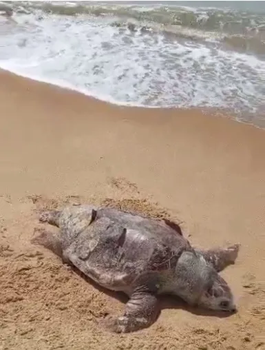 Tartaruga de Couro é encontrada morta na Praia do Marobá em Nova Viçosa
