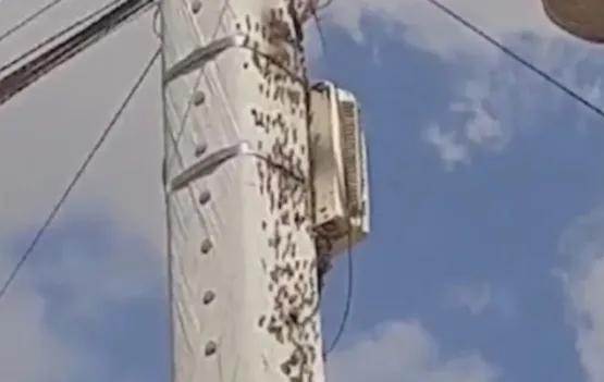 Homem é internado em estado grave após levar 30 picadas em ataque de abelhas; na Bahia