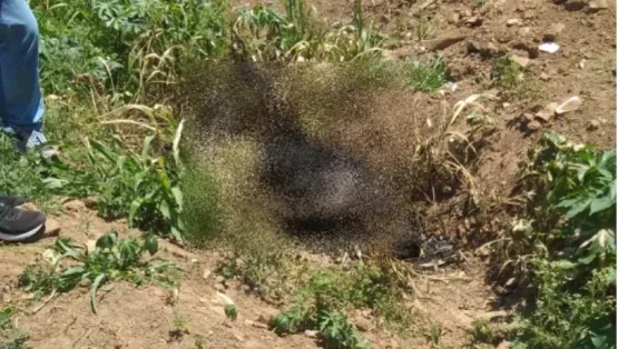 Polícia identifica através de exames corpo encontrado carbonizado em Teixeira de Freitas