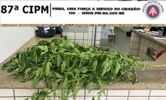 PM apreendeu droga em Teixeira de Freitas