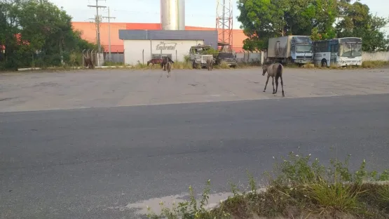 PRF em Teixeira de Freitas retira animais soltos às margens da BR 101
