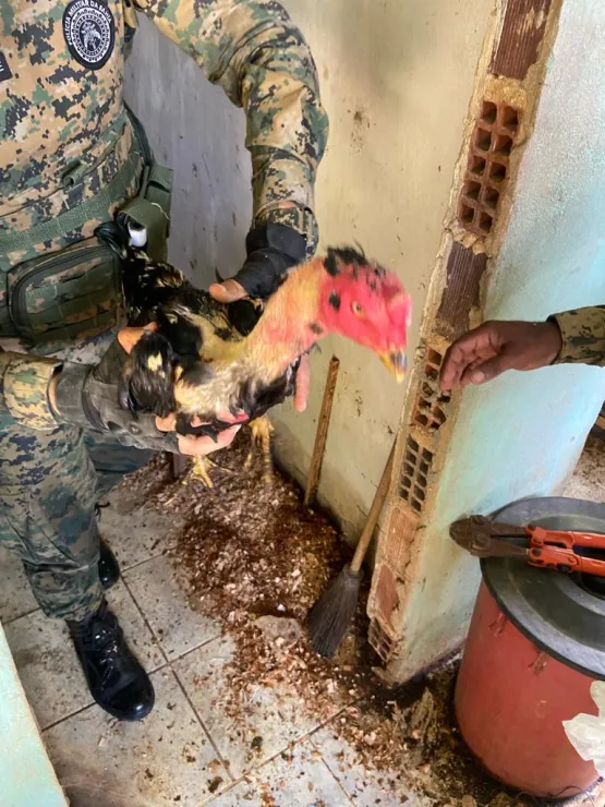 Operação Força Total combate rinhas de galo em Ilhéus; 22 aves foram resgatadas em condições precárias