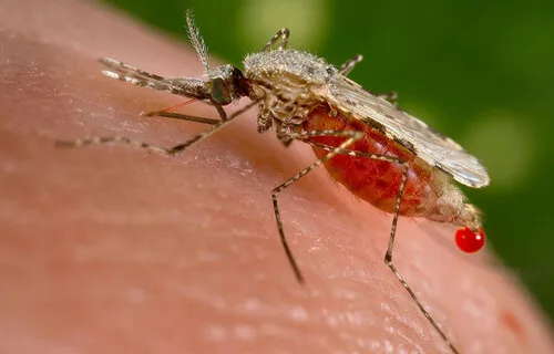 São Paulo tem dois registros de infecção por malária