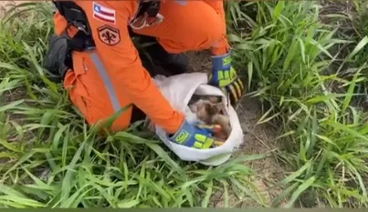 Bombeiros do 18º BBM  de Teixeira de Freitas resgatam filhotes de gato em cisterna do bairro Estância Biquini