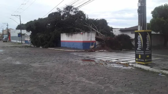 Árvore centenária é arrancada pela raiz durante tempestade no centro de Teixeira de Freitas