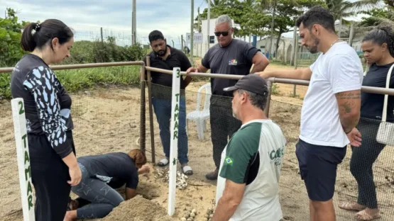 Trabalho de preservação ambiental contribui com a preservação das tartarugas marinhas nas praias de Alcobaça
