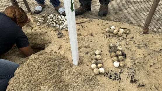 Trabalho de preservação ambiental contribui com a preservação das tartarugas marinhas nas praias de Alcobaça
