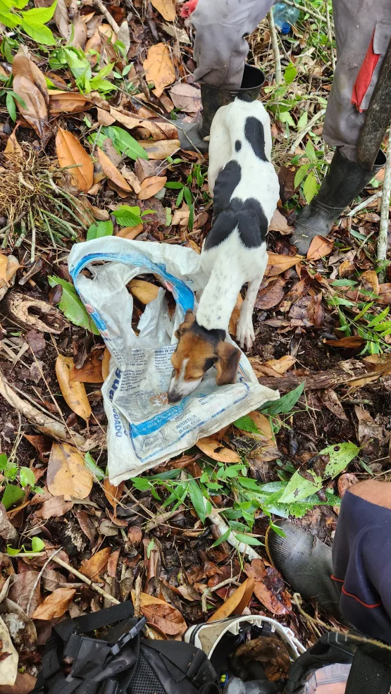 Bombeiros do 18º BBM de Teixeira de Freitas resgatam cachorrinha em área de serra no interior de Itamaraju