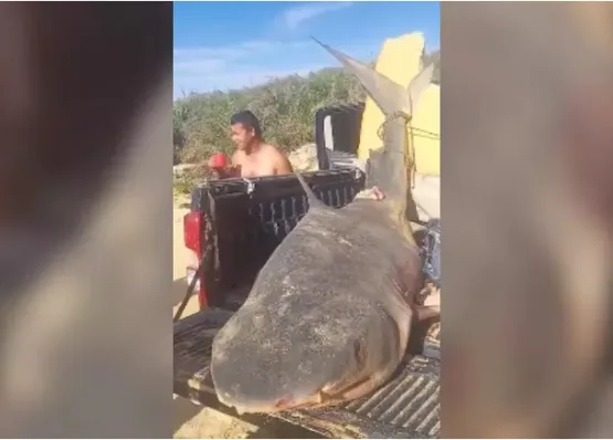 Tubarão-tigre de quase 300 kg é pescado em Conceição da Barra  