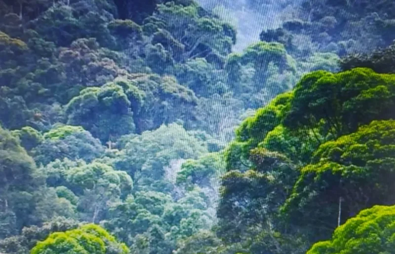 39 anos de crescimento: Como a exploração da madeira dos anos 70 moldou o destino de Teixeira de Freitas