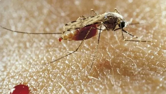 Bahia registra morte por malária após seis anos