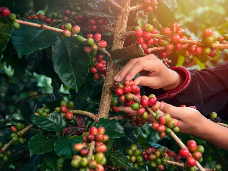 Novo secador de café vai agregar valor à produção no município de Ibirapuã