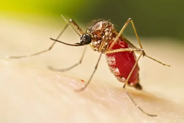 Com 6,3 milhões de casos prováveis, Brasil lidera ranking de dengue