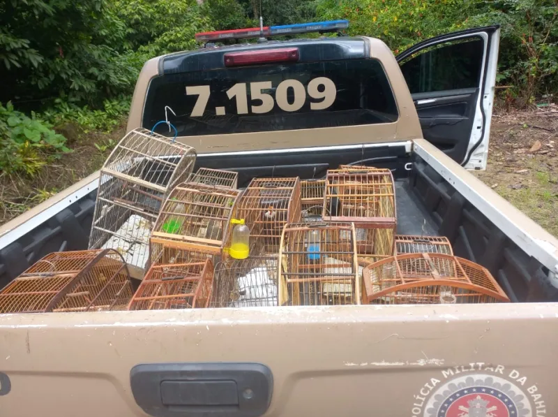 CIPPA/PS  resgata aves silvestres e apreende armas na zona rural de Ilhéus  