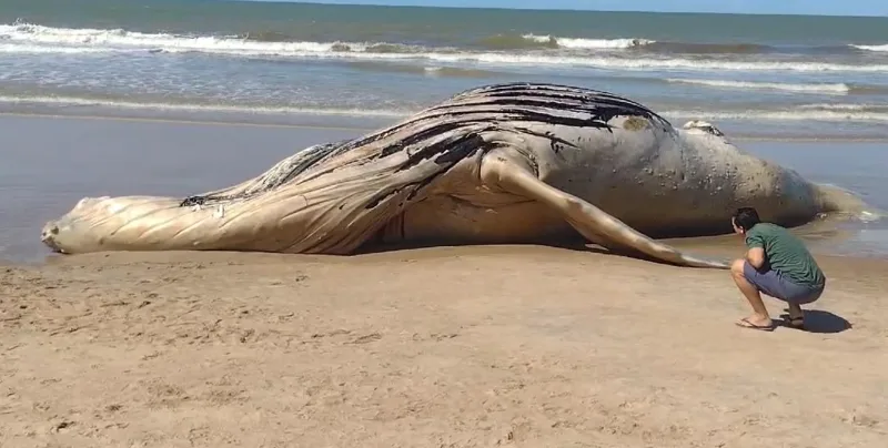 Baleia Jubarte é encontrada morta na Praia de Mucuri