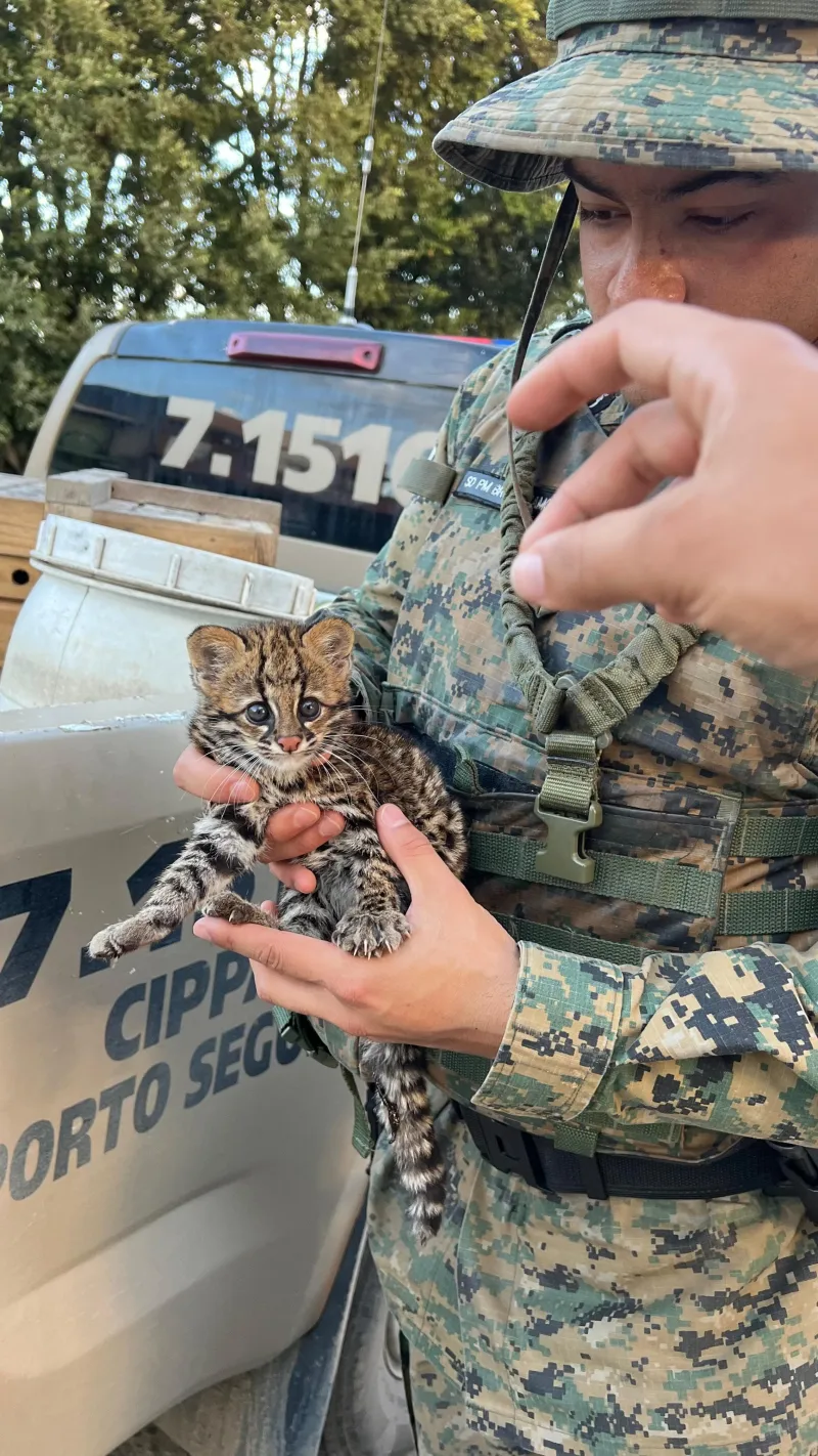 Guarnição da CIPPA/PS resgata filhote de Gato-do-mato em Itamaraju