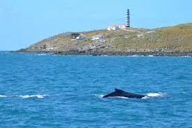 Caravelas Recebe a Temporada das Baleias Jubarte, Impulsionando o Turismo e a Economia Local