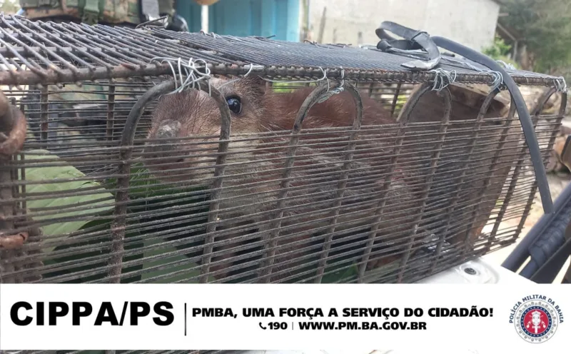 CIPPA/PS desativa Cativeiro Ilegal de Animais Silvestres em Santa Cruz Cabrália