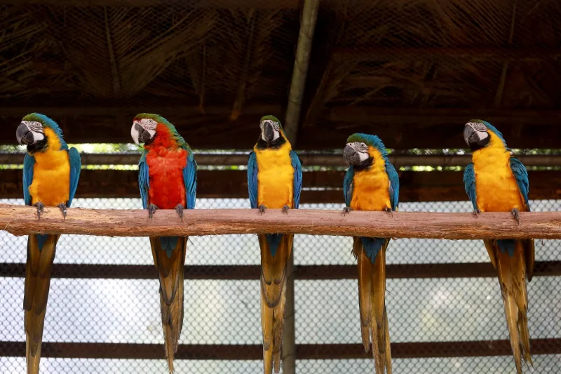 Cetas resgata mais de 3 mil animais silvestres no primeiro semestre e reforça parcerias para a conservação ambiental