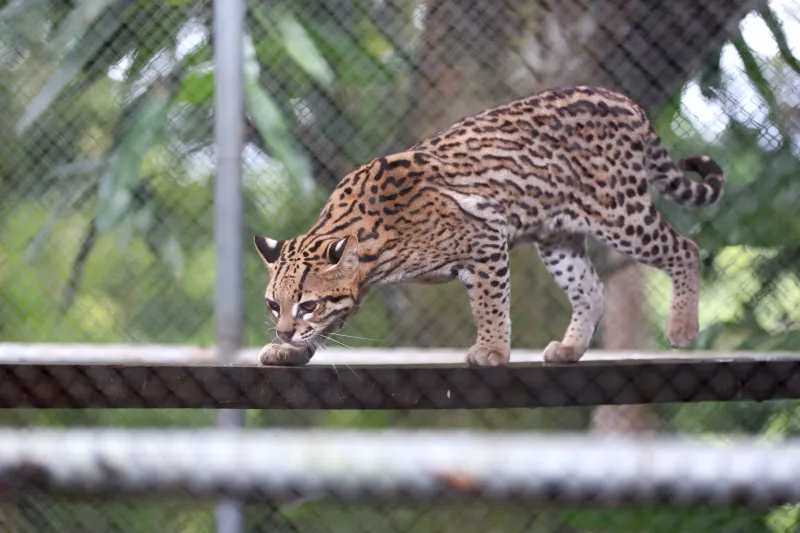 Cetas resgata mais de 3 mil animais silvestres no primeiro semestre e reforça parcerias para a conservação ambiental