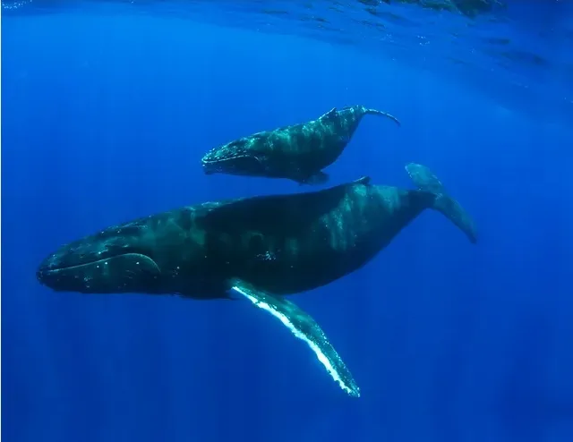 Baleias e animais marinhos no sul da Bahia estão contaminados por metais pesados do desastre de Mariana, aponta pesquisa