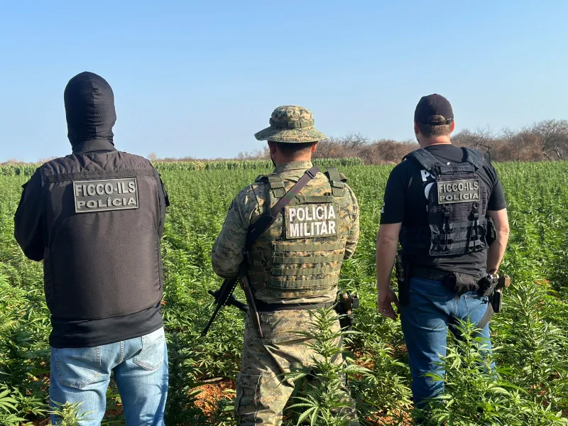 FICCO/Ilhéus e PM encontram segundo laboratório de maconha