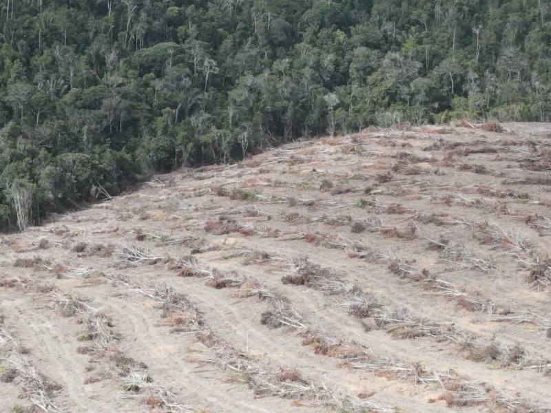 Operação Mata Atlântica em Pé 2024 detecta mais de 500 hectares de áreas desmatadas na Bahia