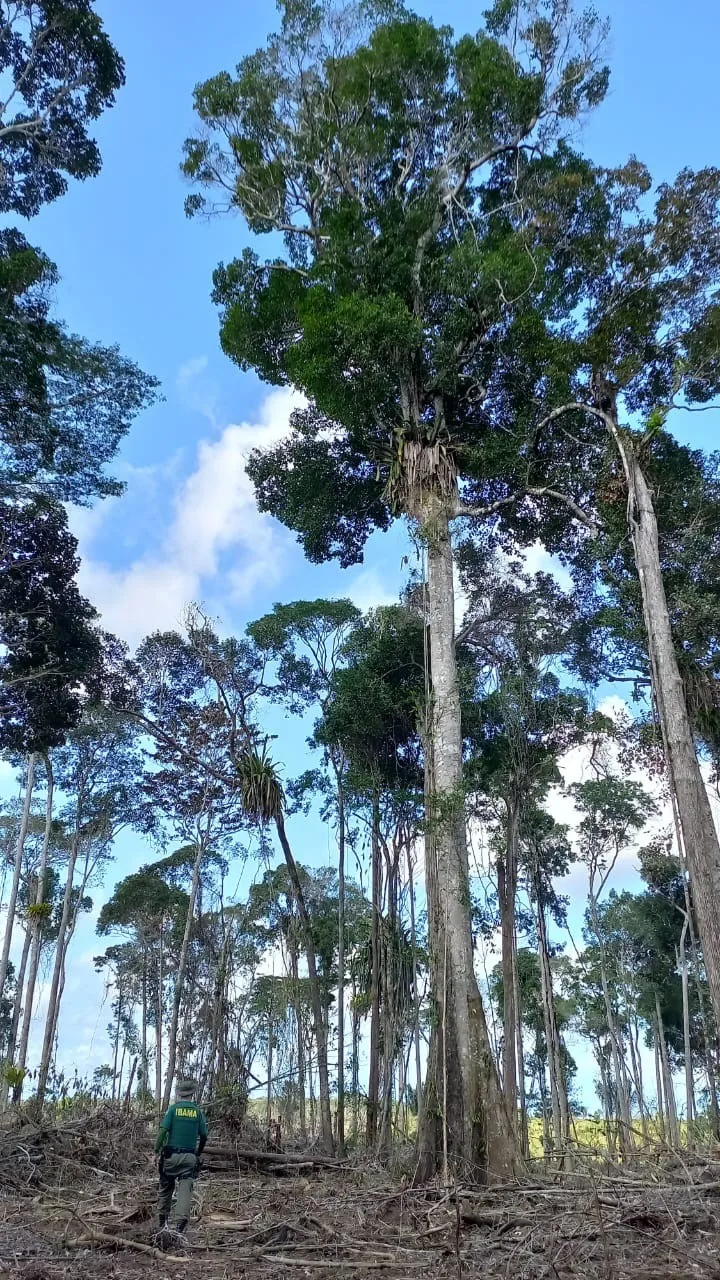 Operação Mata Atlântica em Pé 2024 detecta mais de 500 hectares de áreas desmatadas na Bahia