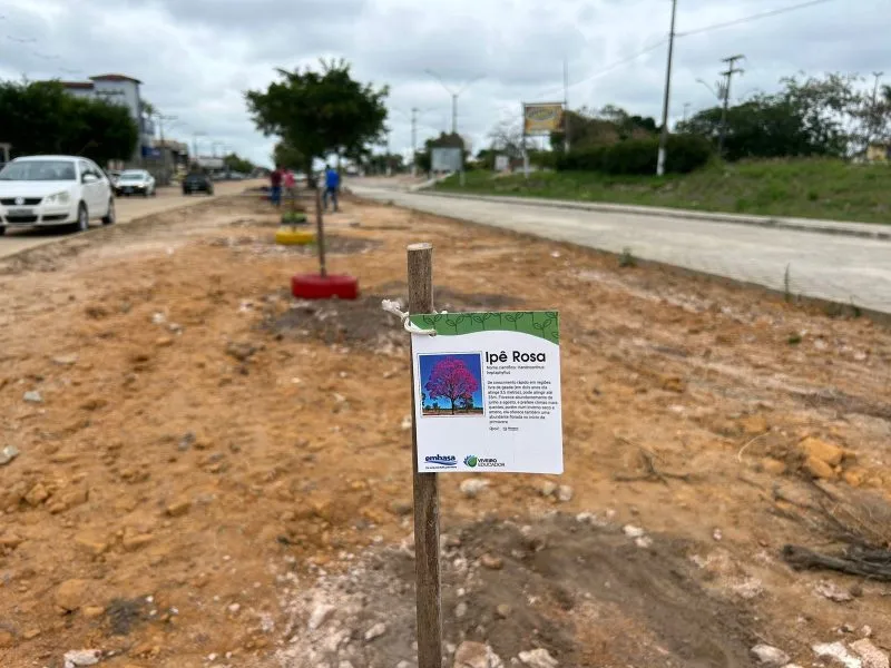 Secretaria de Obras inicia plantio de 50 novas árvores na Avenida Brasil, em Itabatã