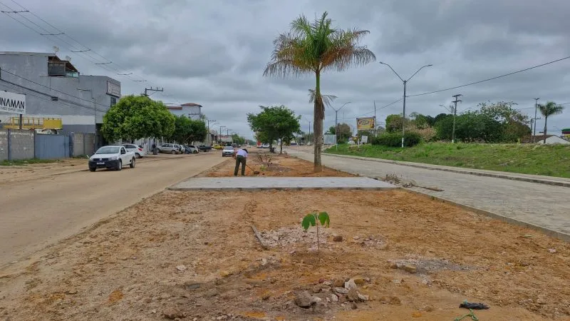 Secretaria de Obras inicia plantio de 50 novas árvores na Avenida Brasil, em Itabatã