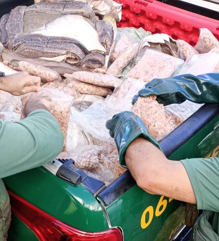 Policiais da CIPPA/PS apreende em Alcobaça 3,5 toneladas de mariscos impróprios para consumo.