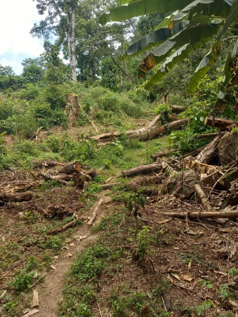 Operação no Parque Nacional do Alto Cariri resulta em prisão por crimes ambientais e apreensão de arma de fogo