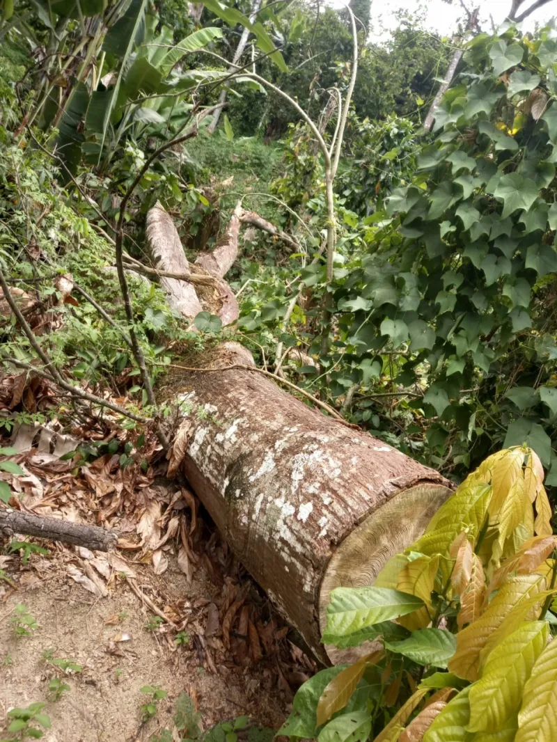 Operação no Parque Nacional do Alto Cariri resulta em prisão por crimes ambientais e apreensão de arma de fogo