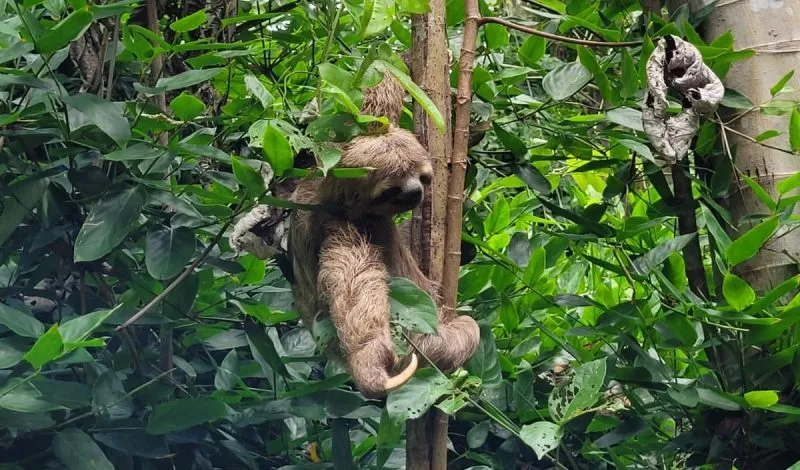 Filhote de bicho-preguiça resgatado em rodovia é devolvido ao seu habitat natural em Mucuri