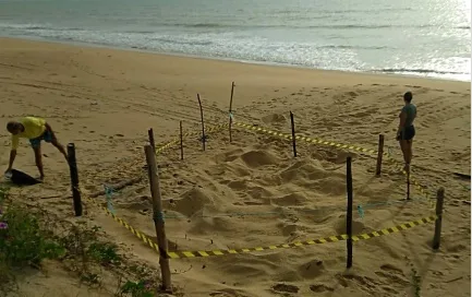 Ocorrência rara: Tartaruga-de-Couro desova em Praia de Mucuri