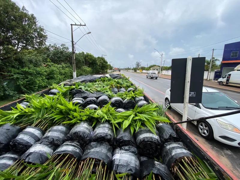 Prefeitura de Prado recebe 15 mil mudas de cacau e açaí para fortalecer agricultura familiar