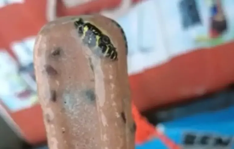 Homem encontra cobra venenosa dentro de picolé