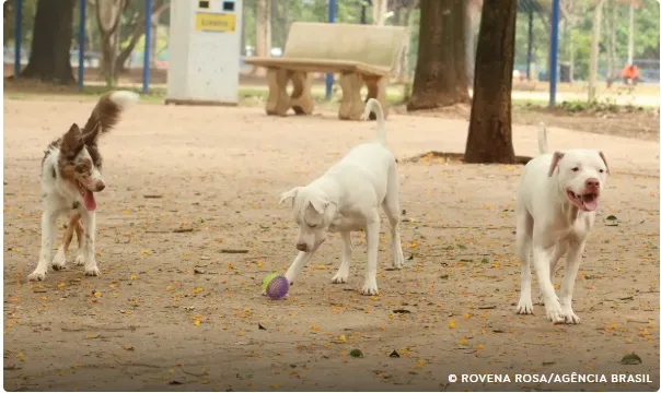 Saiba como funciona o SinPatinhas, novo RG Animal para cães e gatos