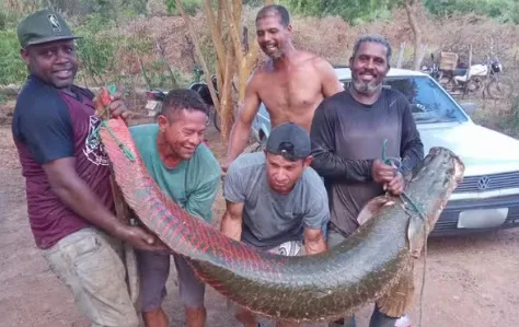 Pescadores capturam peixe com mais de 2 metros e 80 kg no Rio São Francisco: “Parecia um encanto