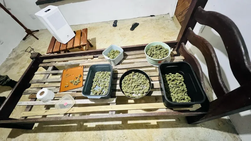 CIPPA/PS descobre cultivo ilegal de maconha em propriedade rural de Itacaré