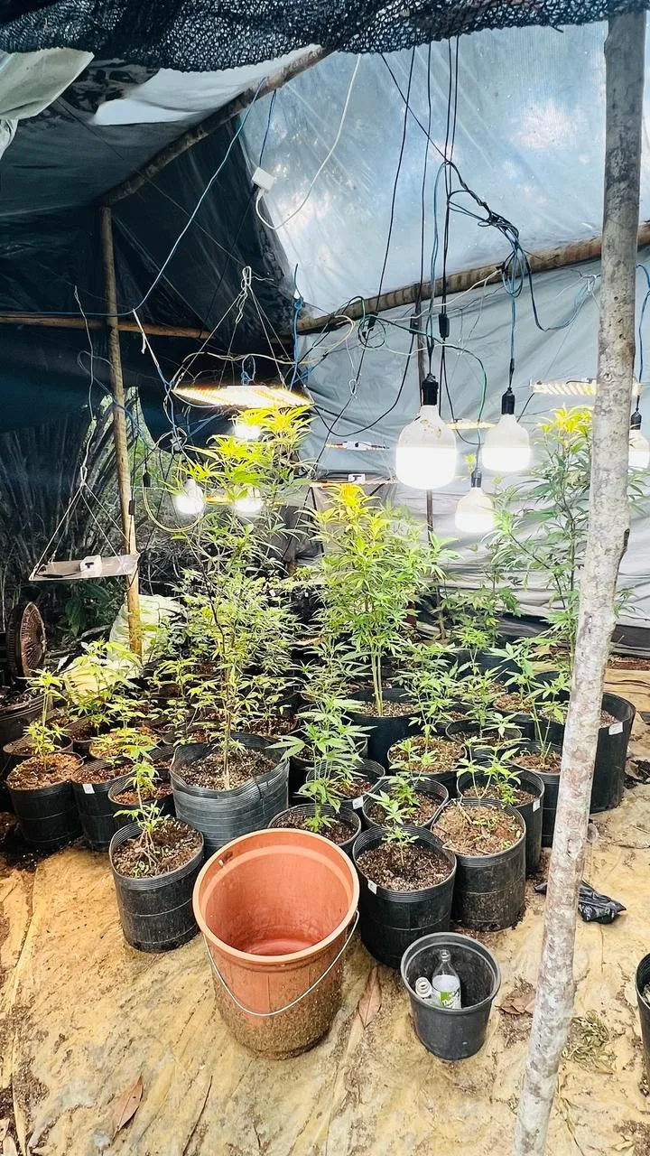 CIPPA/PS descobre cultivo ilegal de maconha em propriedade rural de Itacaré