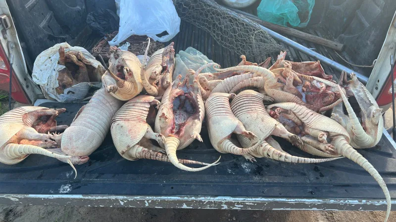CIPPA/PS  flagra  em uma casa de Belmonte 16 tatus e 01 paca congelados  em um freezer 