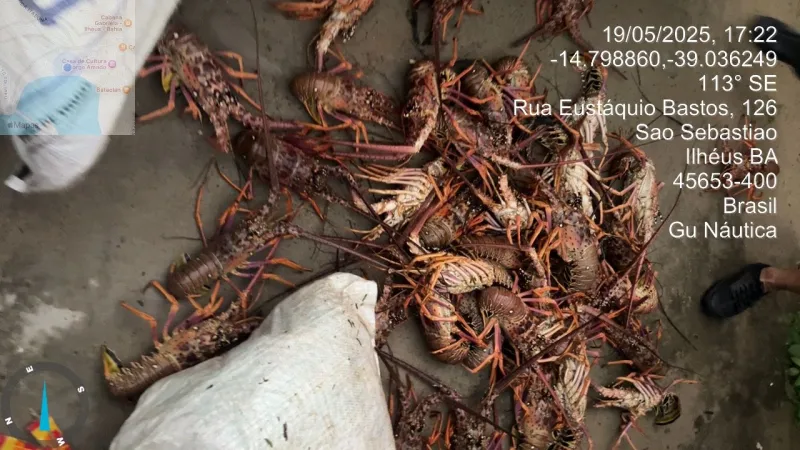 CIPPA/Porto Seguro apreende 450 quilos de lagosta pescados ilegalmente em Ilhéus 