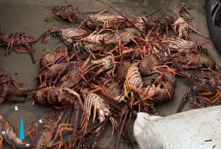 CIPPA/Porto Seguro apreende 450 quilos de lagosta pescados ilegalmente em Ilhéus 