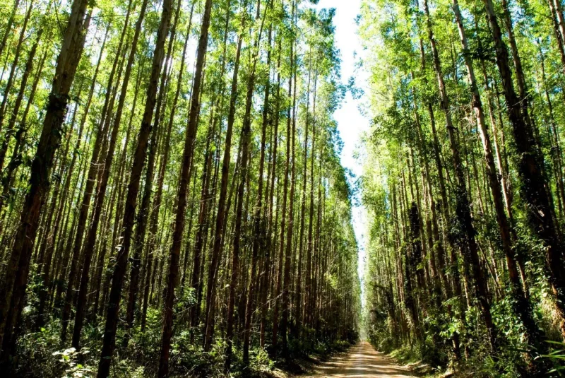 Suzano destaca melhorias socioambientais com metas concretas e impacto positivo no meio ambiente